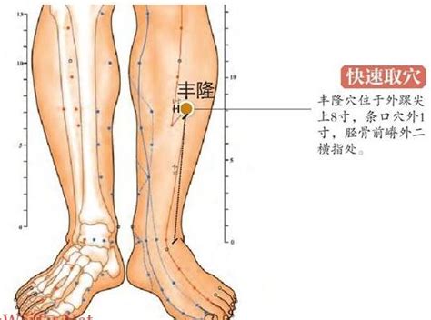 風龍穴|丰隆穴的准确位置图和作用